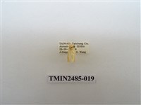 藏品(半明苔蛾)的圖片